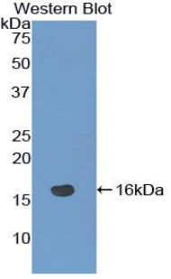 Polyclonal Antibody to Notch Regulated Ankyrin Repeat Protein (NRARP)