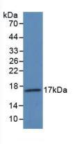 Polyclonal Antibody to Vascular Endothelial Growth Factor 145 (VEGF145)