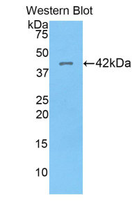 Polyclonal Antibody to Histone Cluster 1, H2ag (HIST1H2AG)