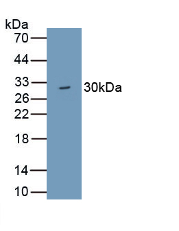 Polyclonal Antibody to WD Repeat Containing Domain Protein 90 (WDR90)