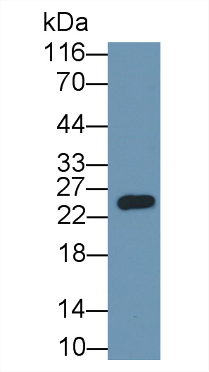 Polyclonal Antibody to Spike Protein (SP)