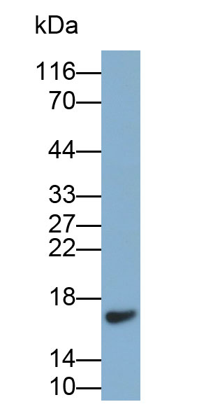 Polyclonal Antibody to Ecotin (ECO)