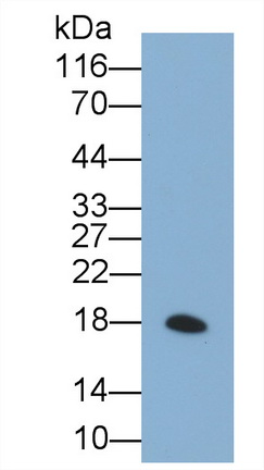 Recombinant Antibody to FLAG Octapeptide (FLAG)