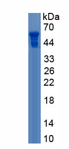 Recombinant Angiotensin I Converting Enzyme (ACE)