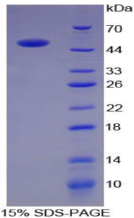 Recombinant Angiotensin I Converting Enzyme (ACE)