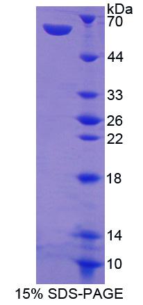 Recombinant Amphiregulin (AREG)