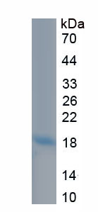 Recombinant Amphiregulin (AREG)