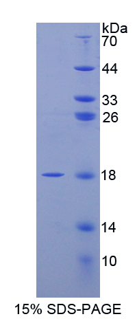 Recombinant Angiogenin (ANG)