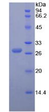 Recombinant Angiopoietin 1 (ANGPT1)