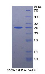 Recombinant Angiopoietin 1 (ANGPT1)