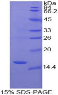 Recombinant Angiopoietin 2 (ANGPT2)