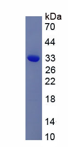 Recombinant Connective Tissue Growth Factor (CTGF)