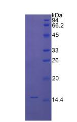 Recombinant Connective Tissue Growth Factor (CTGF)