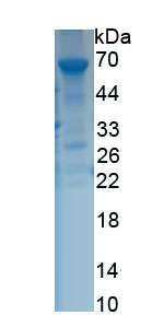 Recombinant Connective Tissue Growth Factor (CTGF)