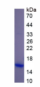 Recombinant Brain Derived Neurotrophic Factor (BDNF)