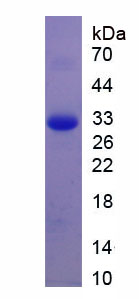 Recombinant Brain Derived Neurotrophic Factor (BDNF)