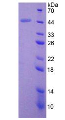 Recombinant Bone Morphogenetic Protein 2 (BMP2)