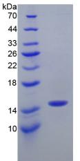 Recombinant Bone Morphogenetic Protein 2 (BMP2)