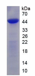 Recombinant Bone Morphogenetic Protein 4 (BMP4)