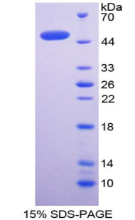 Recombinant Bone Morphogenetic Protein 4 (BMP4)