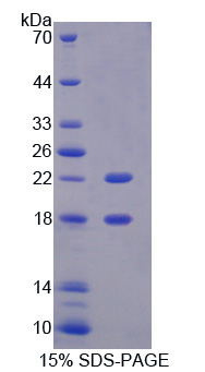 Recombinant Bone Morphogenetic Protein 4 (BMP4)