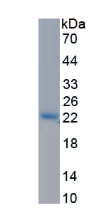 Recombinant Bone Morphogenetic Protein 4 (BMP4)