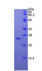 Recombinant Bone Morphogenetic Protein 4 (BMP4)