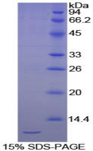 Recombinant E-cadherin