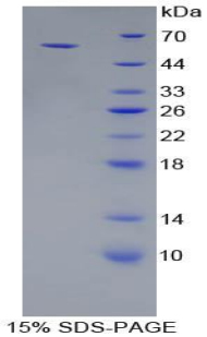 Recombinant E-cadherin