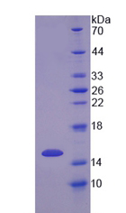 Recombinant Interleukin 8 Receptor Alpha (IL8Ra)