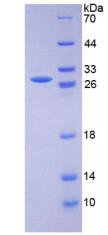 Recombinant Cluster Of Differentiation 33 (CD33)