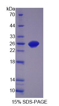 Recombinant Ciliary Neurotrophic Factor (CNTF)