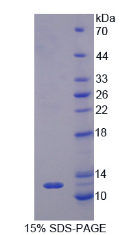 Recombinant Eosinophil Chemotactic Factor (ECF)