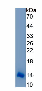 Recombinant Eosinophil Chemotactic Factor (ECF)