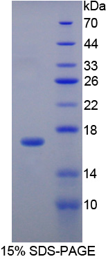 Recombinant E-selectin