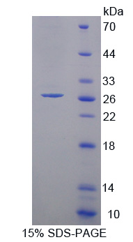 RPA030Bo01.jpg