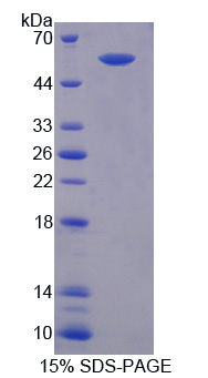 Recombinant Factor Related Apoptosis (FAS)