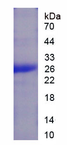 Recombinant Factor Related Apoptosis Ligand (FASL)