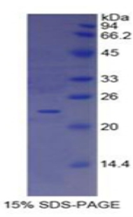 Recombinant Interferon Alpha (IFNa)