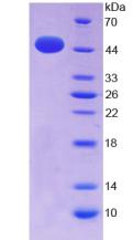 Recombinant Interferon Alpha (IFNa)