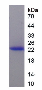 Recombinant Fibroblast Growth Factor 4 (FGF4)