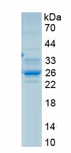 Recombinant Fibronectin (FN)