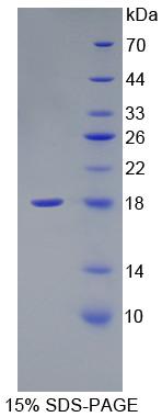 Recombinant Fibronectin (FN)