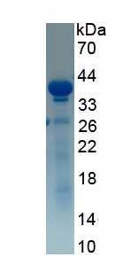 Recombinant Chemokine C-X3-C-Motif Ligand 1 (CX3CL1)