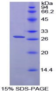 Recombinant Chemokine C-X3-C-Motif Ligand 1 (CX3CL1)