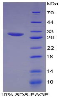 Recombinant Chemokine C-X3-C-Motif Ligand 1 (CX3CL1)