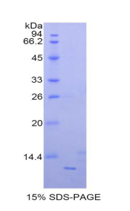 Recombinant Chemokine (C-X-C Motif) Ligand 1 (CXCL1)