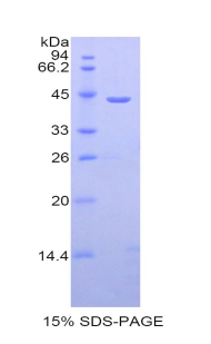 Recombinant Colony Stimulating Factor 3, Granulocyte (GCSF)