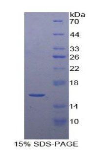 Recombinant Glial Cell Line Derived Neurotrophic Factor (GDNF)