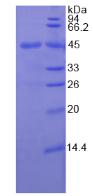 Recombinant Colony Stimulating Factor 2, Granulocyte Macrophage (GM-CSF)